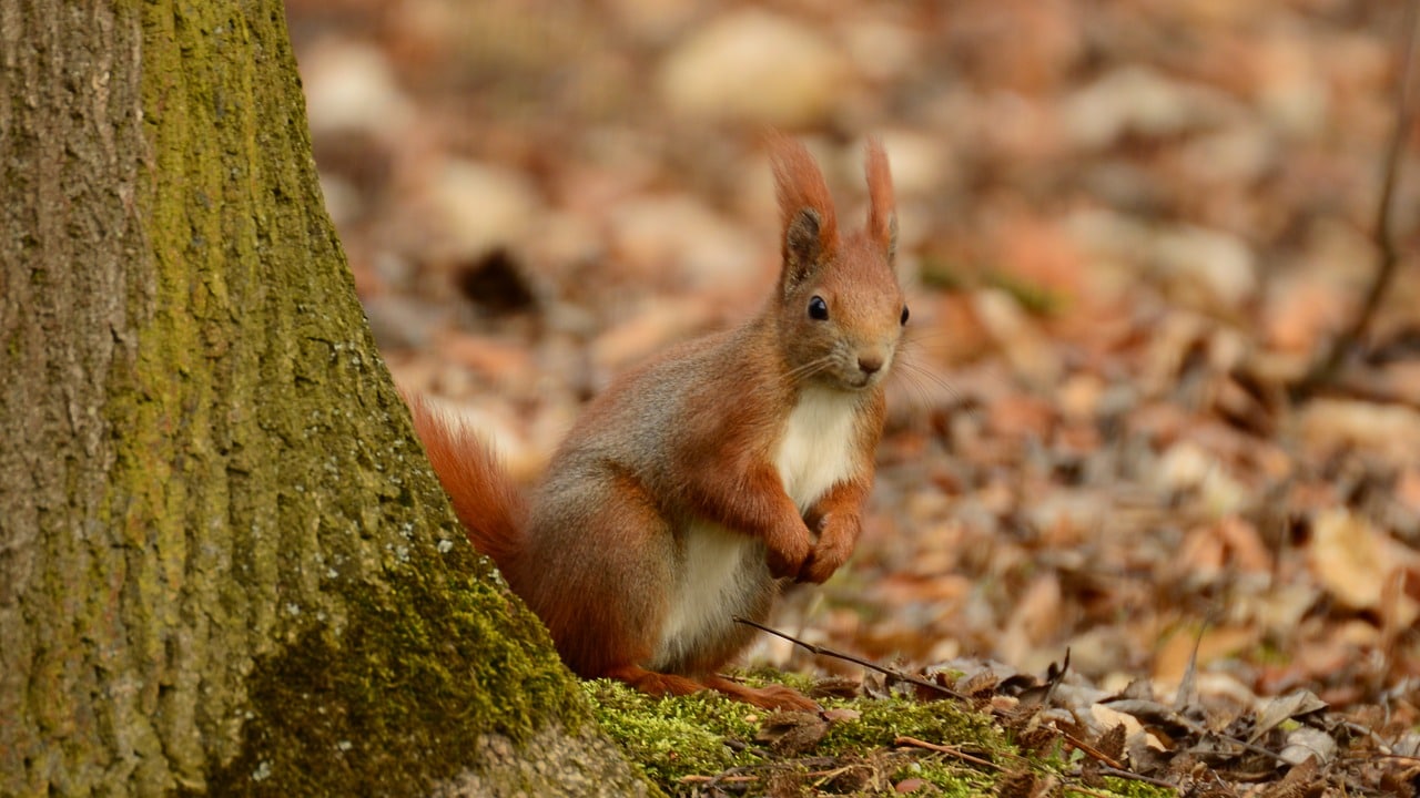 Eichhörnchen Kreisspiel Eichhörnchen Kreisspiel