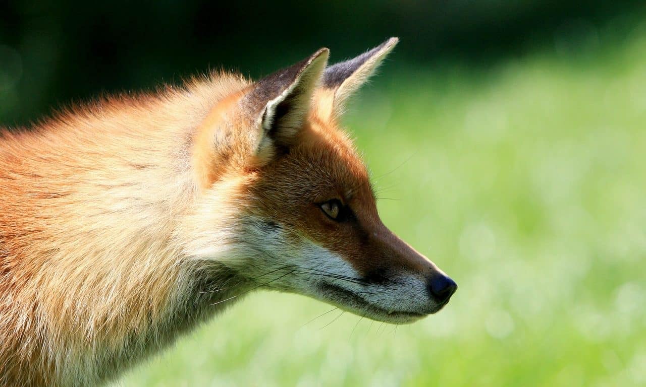 Fuchsbandwurm Kindergarten Ideen