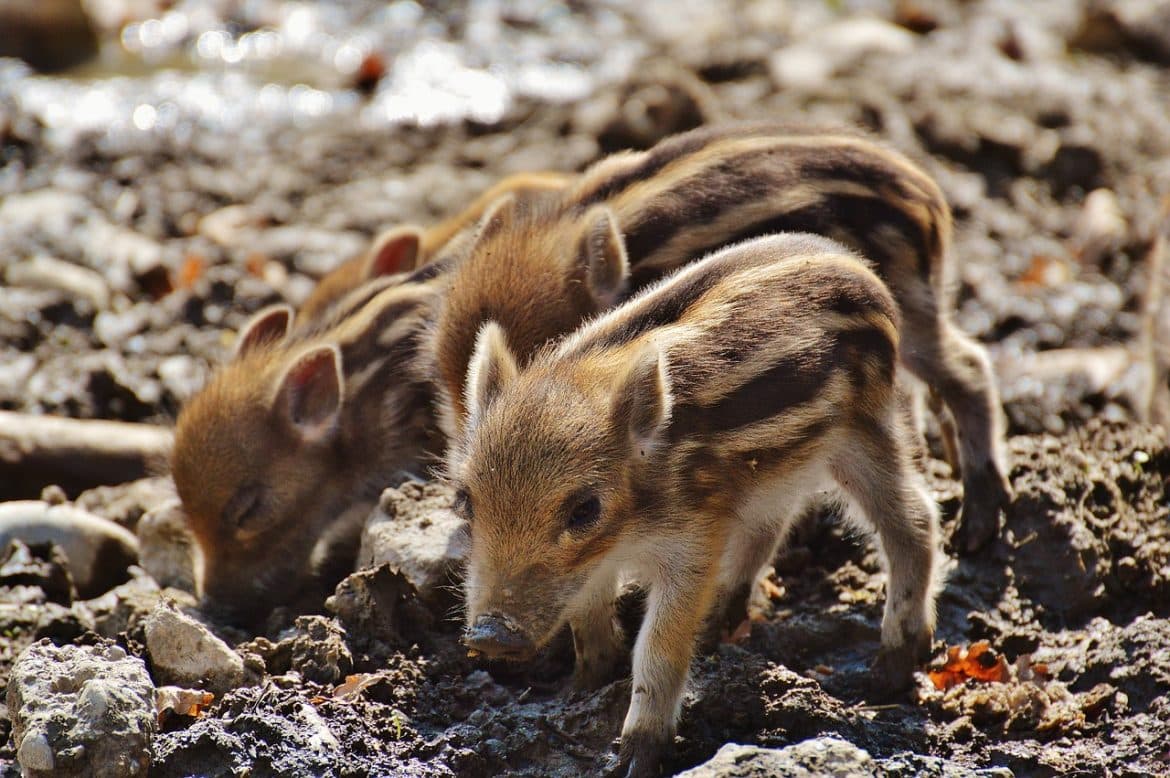 Die Drei Schweinchen Kindergarten Ideen