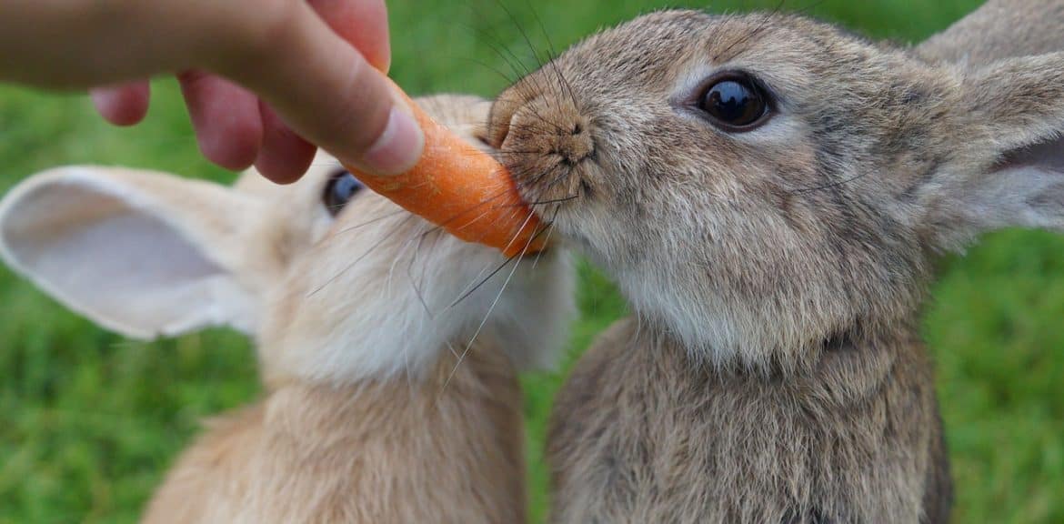 Mitten Im Karottenfeld Kindergarten Ideen